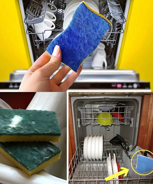 DISHWASHER, ALWAYS PUT A SPONGE IN BEFORE STARTING IT