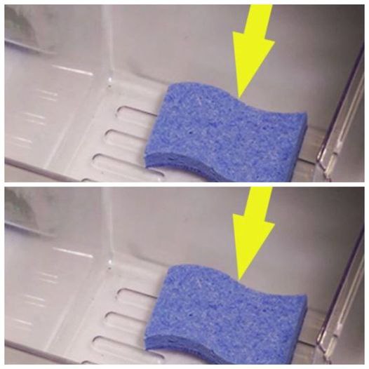 She left three sponges in the REFRIGERATOR, but what happened after a few days amazed everyone