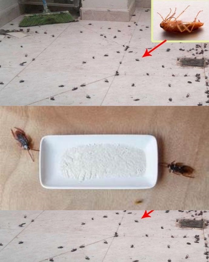 Cockroaches are just a memory with this old Chinese approach.