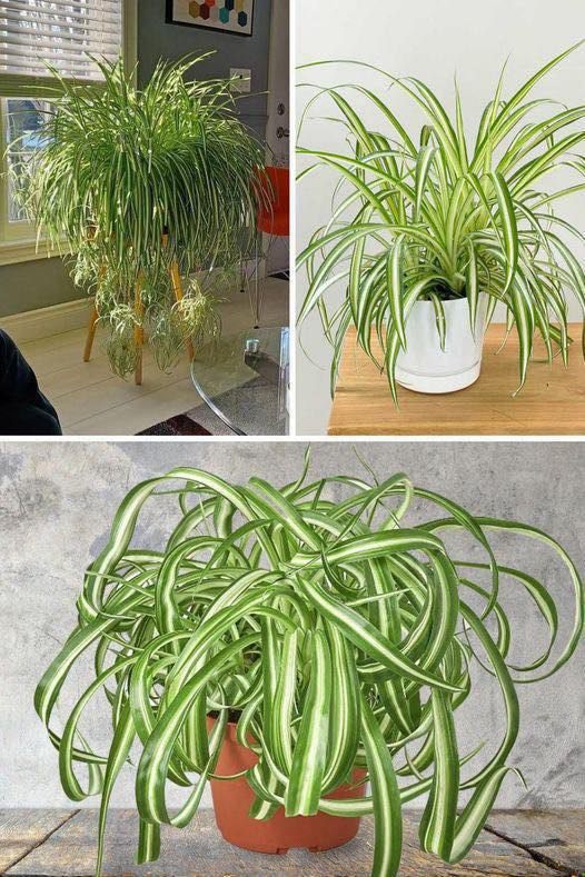 All the care to be applied to the phalanx, also called spider plant