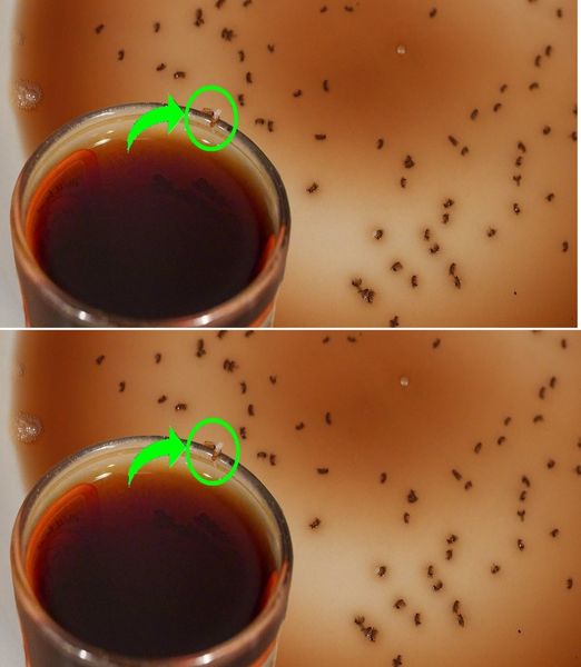 Here’s how to make a trap for flies and mosquitoes at home: it only takes a few minutes