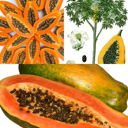 Benefits of Papaya for Your Health