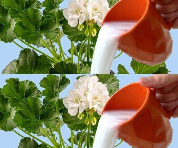 What is the secret to lush and beautiful geraniums? Just sprinkle them with this ingredient.