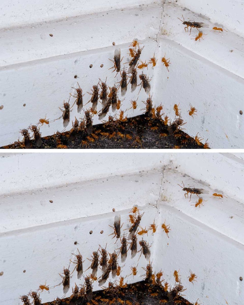 Found flying ants in my house. What should I do? How do I get rid of these pests?