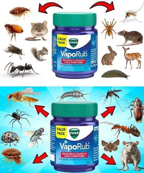 VICKS VAPORUB Hack for Pest Removal