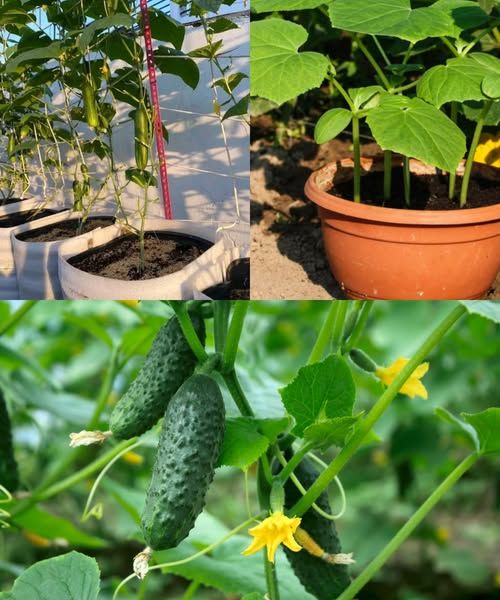 Simple Secrets To Growing Cucumbers