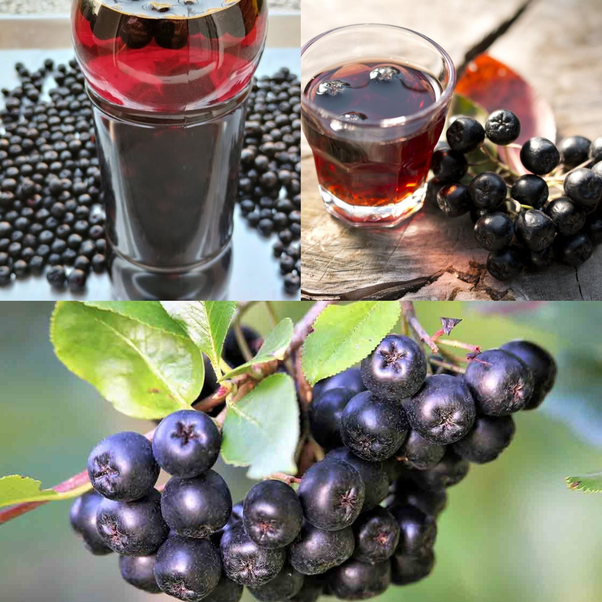 Aronia: The Super Berry for Stronger Blood Vessels and Lower Cholesterol