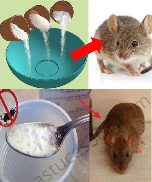 The Right Way to Use Baking Soda to Keep Rats Away from Your Home