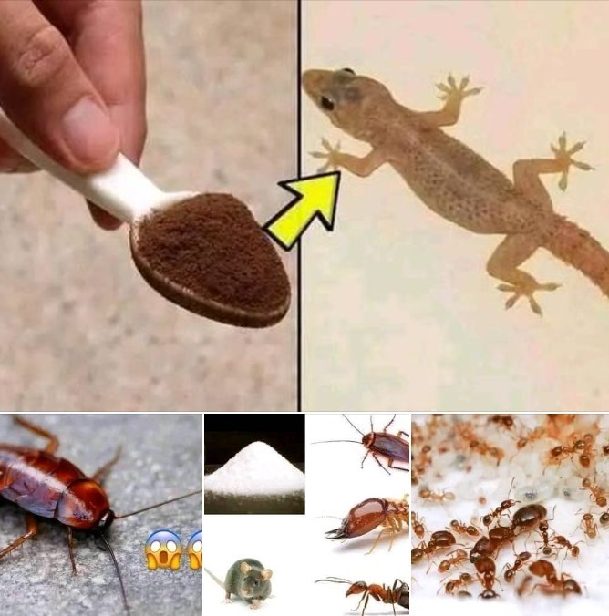 This method will eliminate ant problems in a matter of seconds. They are leaving forever!