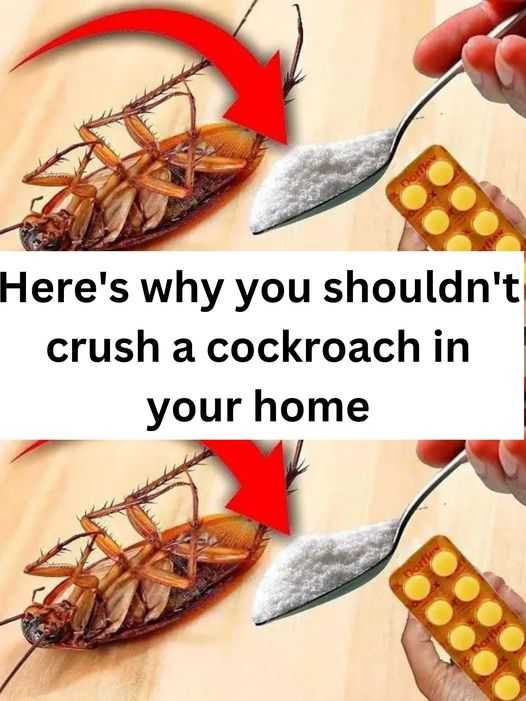 Here’s why you shouldn’t crush a cockroach in your home