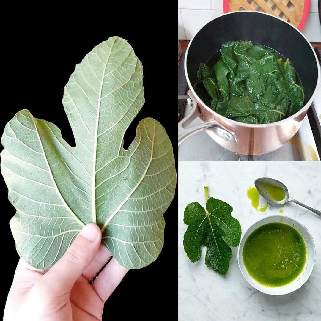 Discover all the benefits of fig leaves today