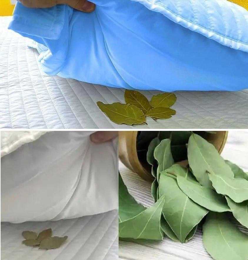 Place bay leaves under your pillow and see what happens during the night