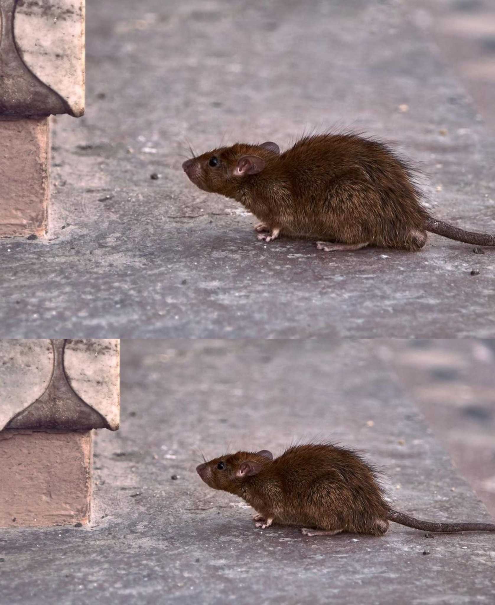 Rats in the Garden: This (Unusual) Bath Product Is Ideal for Scaring Them Away