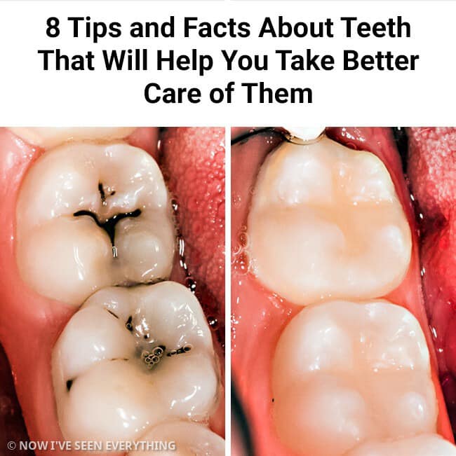 8 Tips and Facts About Teeth That Will Help You Take Better Care of Them