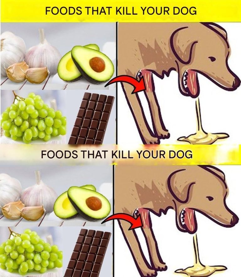 22 Foods That Can Kill Your Dog