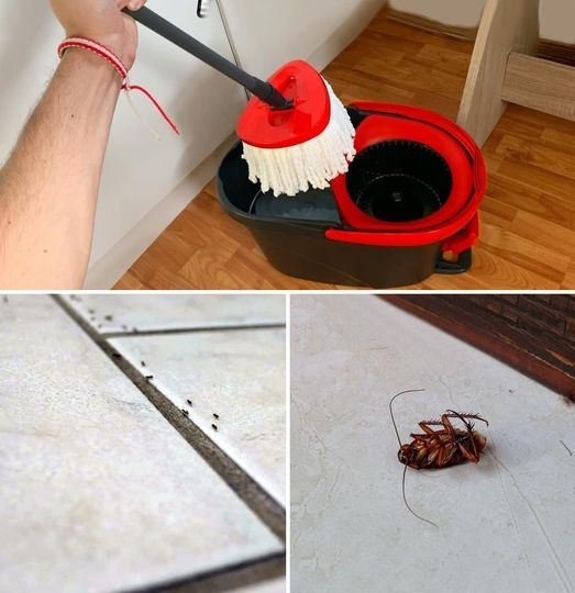 Clean the floor with these essential oils to keep ants and cockroaches away forever