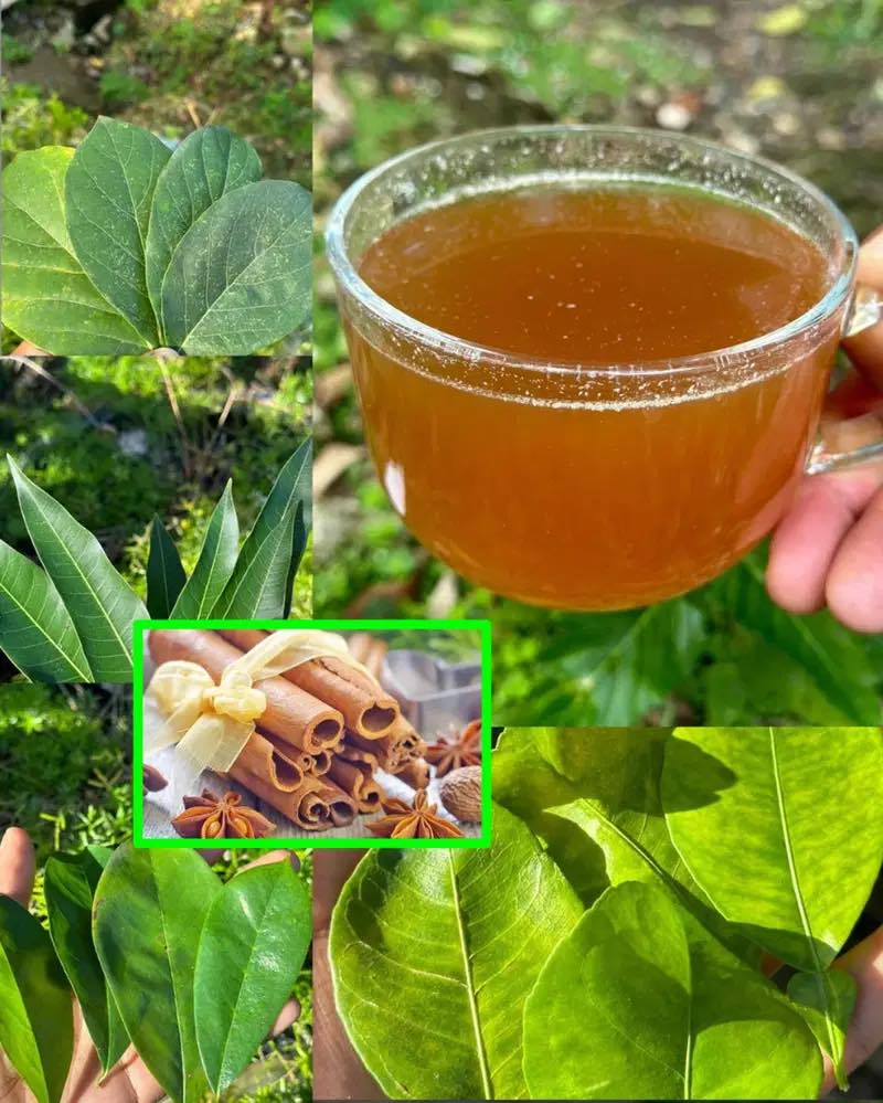 The Four Leaves That Eliminate Diabetes, Fatty Liver, Poor Circulation, and High Blood Pressure Without Pillsv