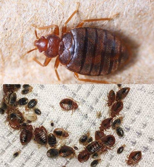 How to quickly get rid of bed bugs, cockroaches, fruit flies and other insects from our homes