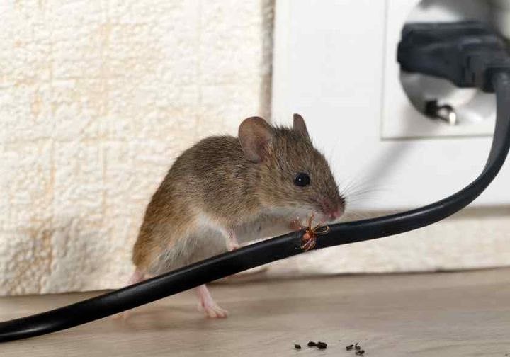 There were mice in the house: I solved the problem using the method the hunter told me about