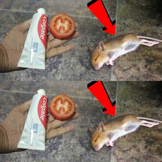 Get Rid of rat & Mouse In Your House | Colgate & Tomato Magic