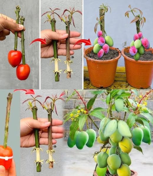 How to Grow Mango Plant from Cutting