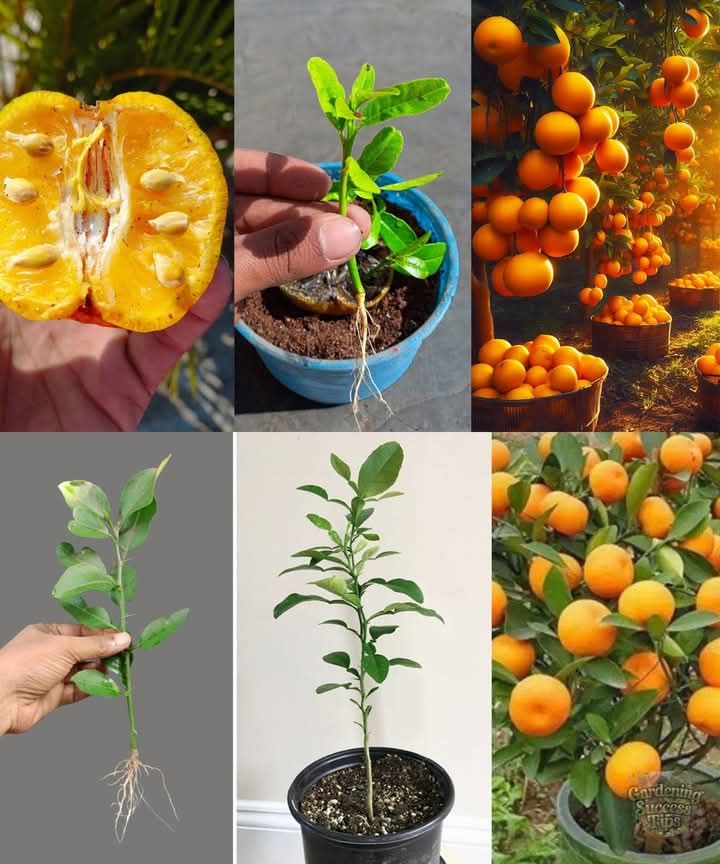 Discover a unique method to propagate your orange tree!