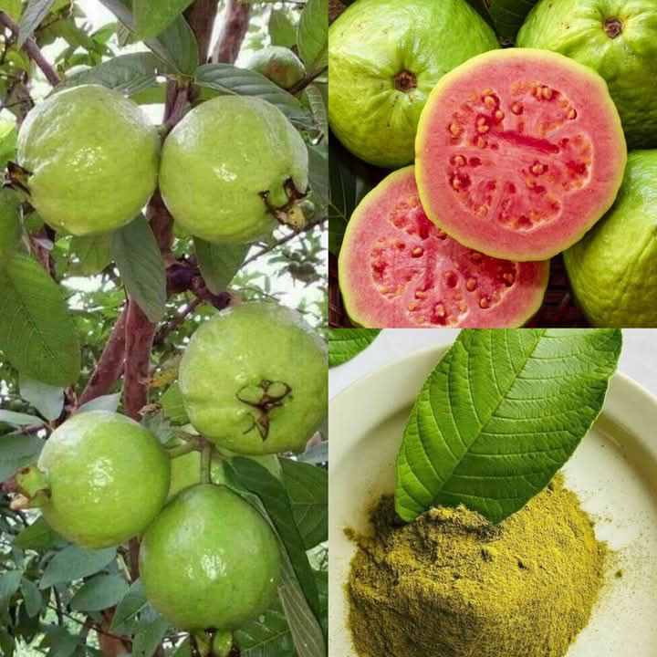 5 Things Not to Do with Guava: Avoid These Common Mistakes