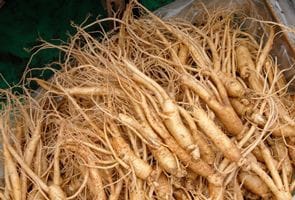 The Powerful Plant That May Support Cancer Treatment: A Closer Look at the Benefits of the Greater Burdock Root