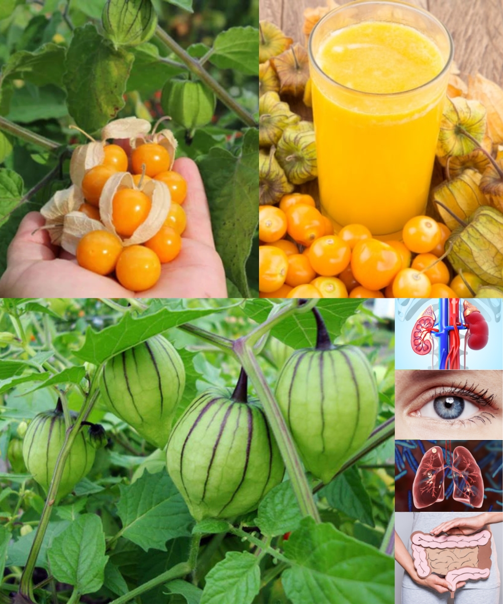 12 Health Benefits of Physalis (Ground Cherry)