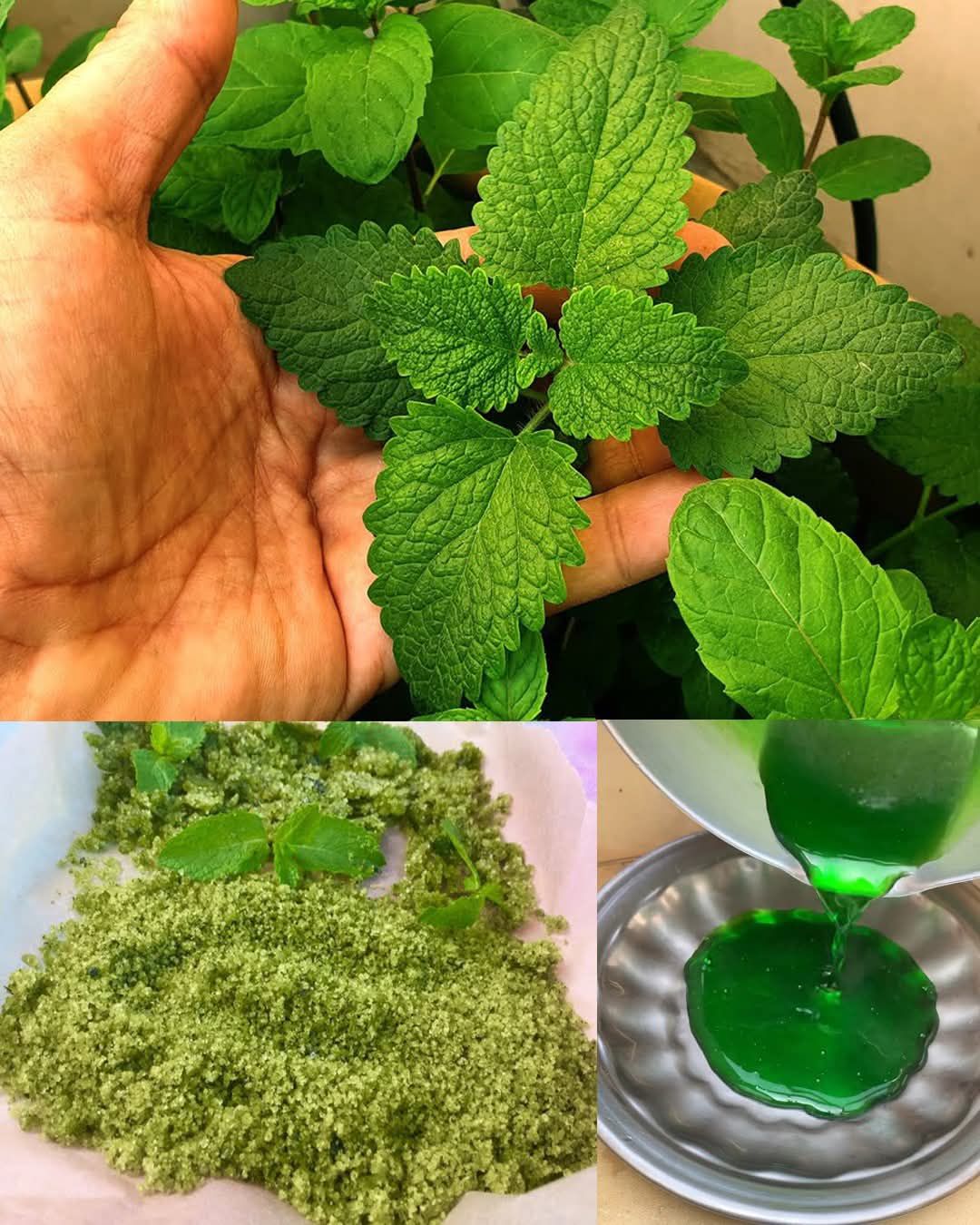 The Versatile Mint: Health Benefits, Uses, and How to Incorporate It into Your Daily Routine