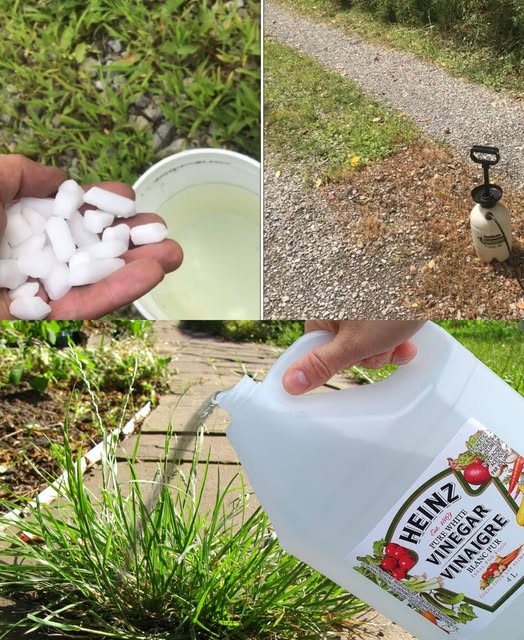 Natural Herbicide: Eliminate Weeds Effectively for Just 50 Cents